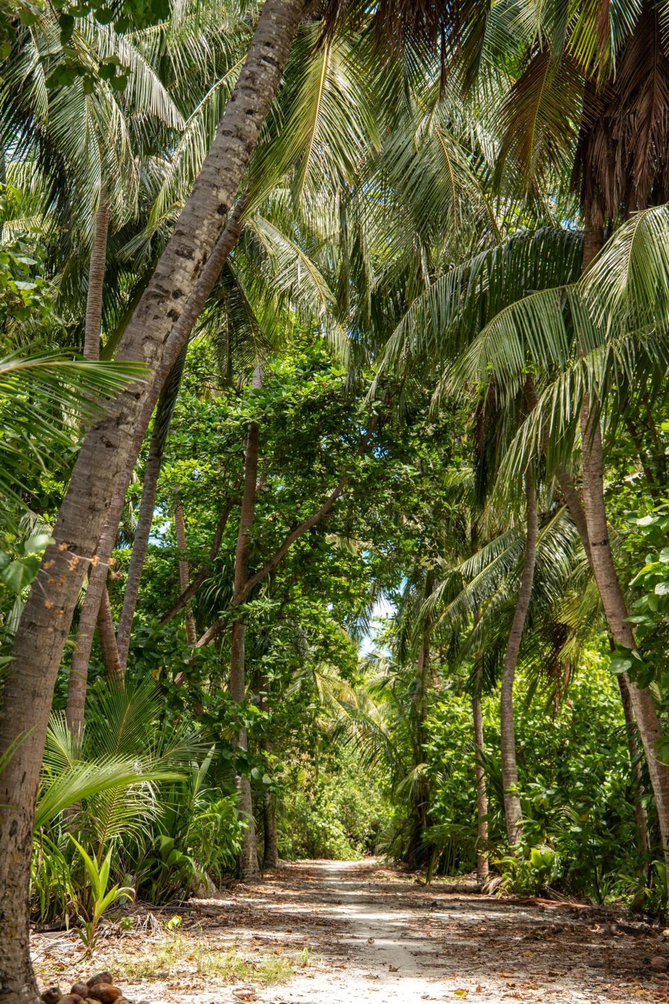 מלון Fehendhoo Tropical Tree מראה חיצוני תמונה